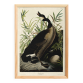 Affiche sur “l’Oie du Canada”, d’après une gravure ancienne de 1827.