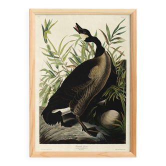 Poster about the “Canada Goose”, based on an old engraving from 1827.