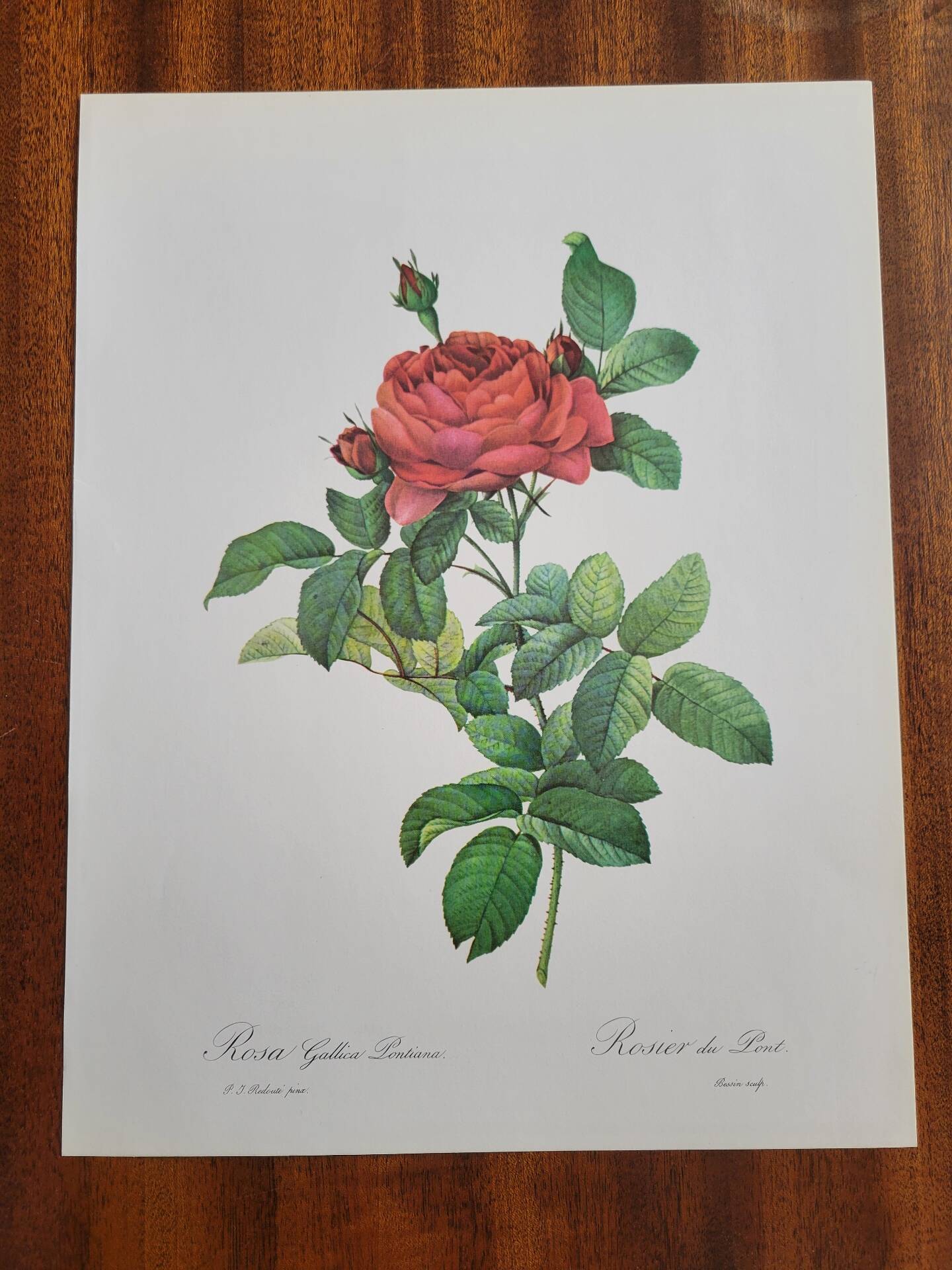 Planche botanique Rosier du Pont , P.J. Redouté 1960