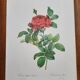 Planche botanique Rosier du Pont , P.J. Redouté 1960