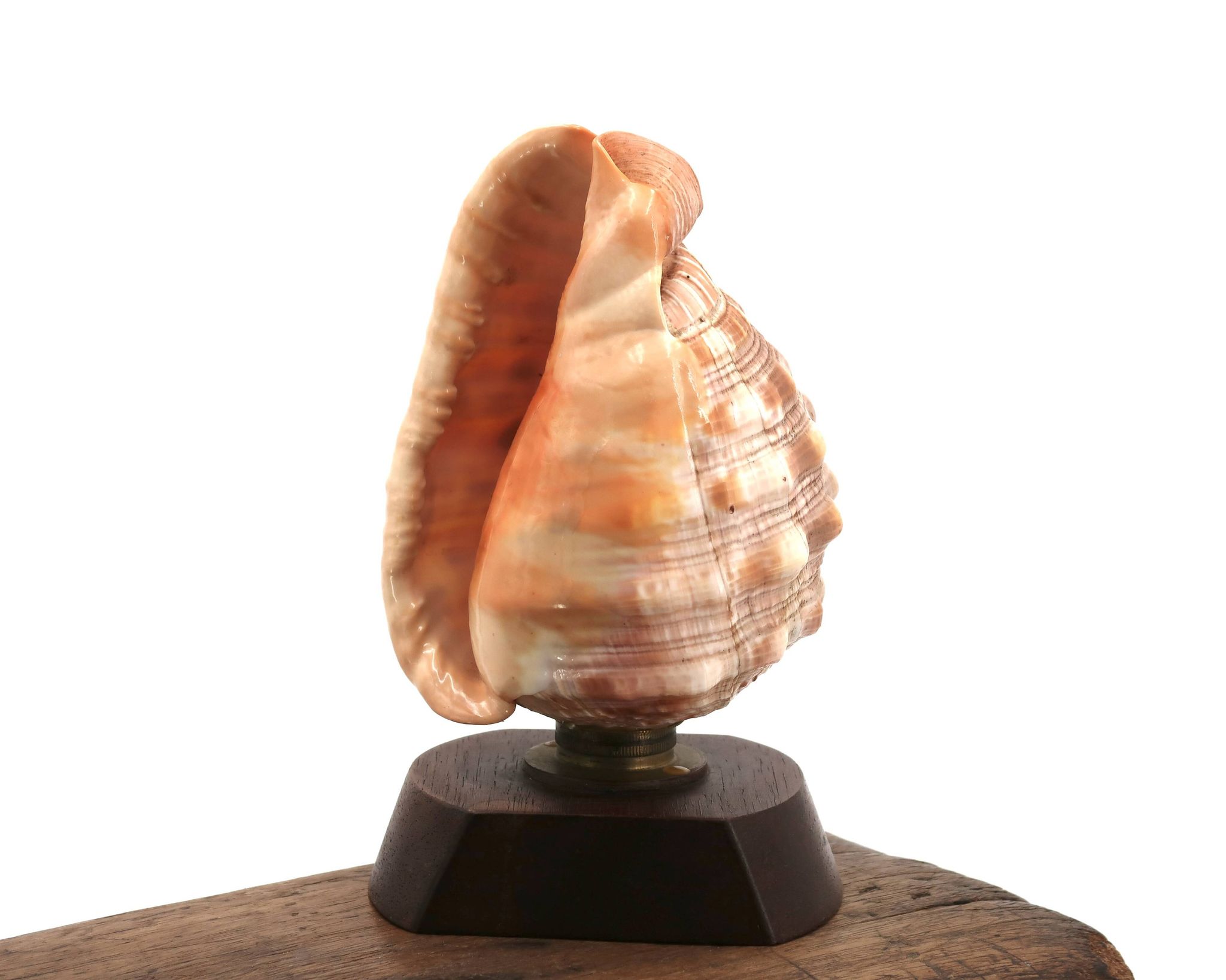 Lampe à poser coquillage naturel et socle en bois, années 60