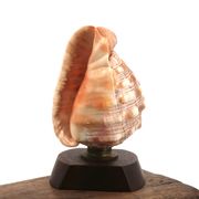 Lampe à poser coquillage naturel et socle en bois, années 60