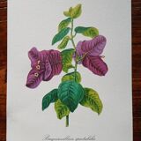 Botanical poster - Bougainvillea