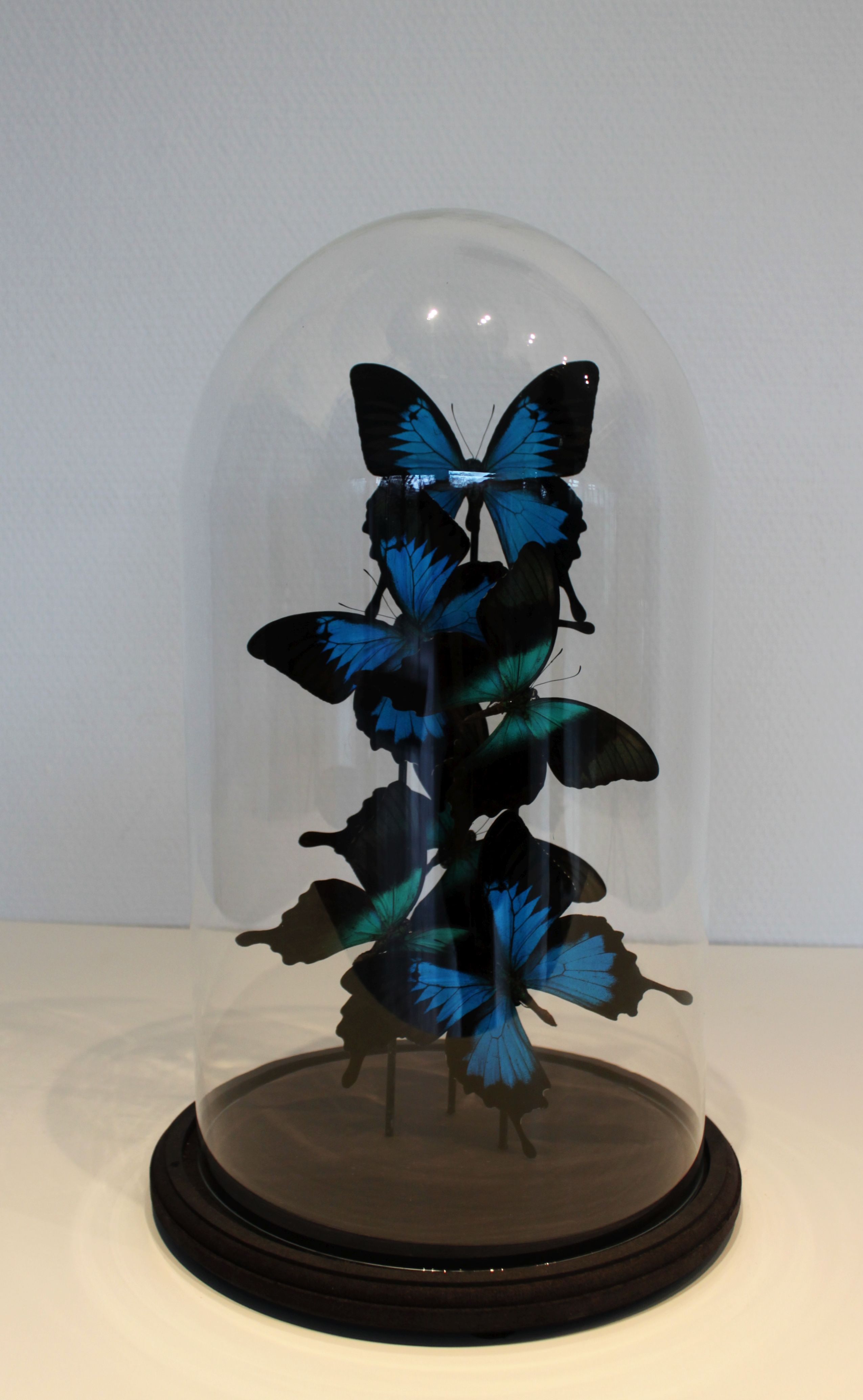 Flight of butterflies under globe