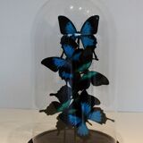 Flight of butterflies under globe