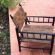 Modernist armchair in wood and braided rope, vintage 1950
