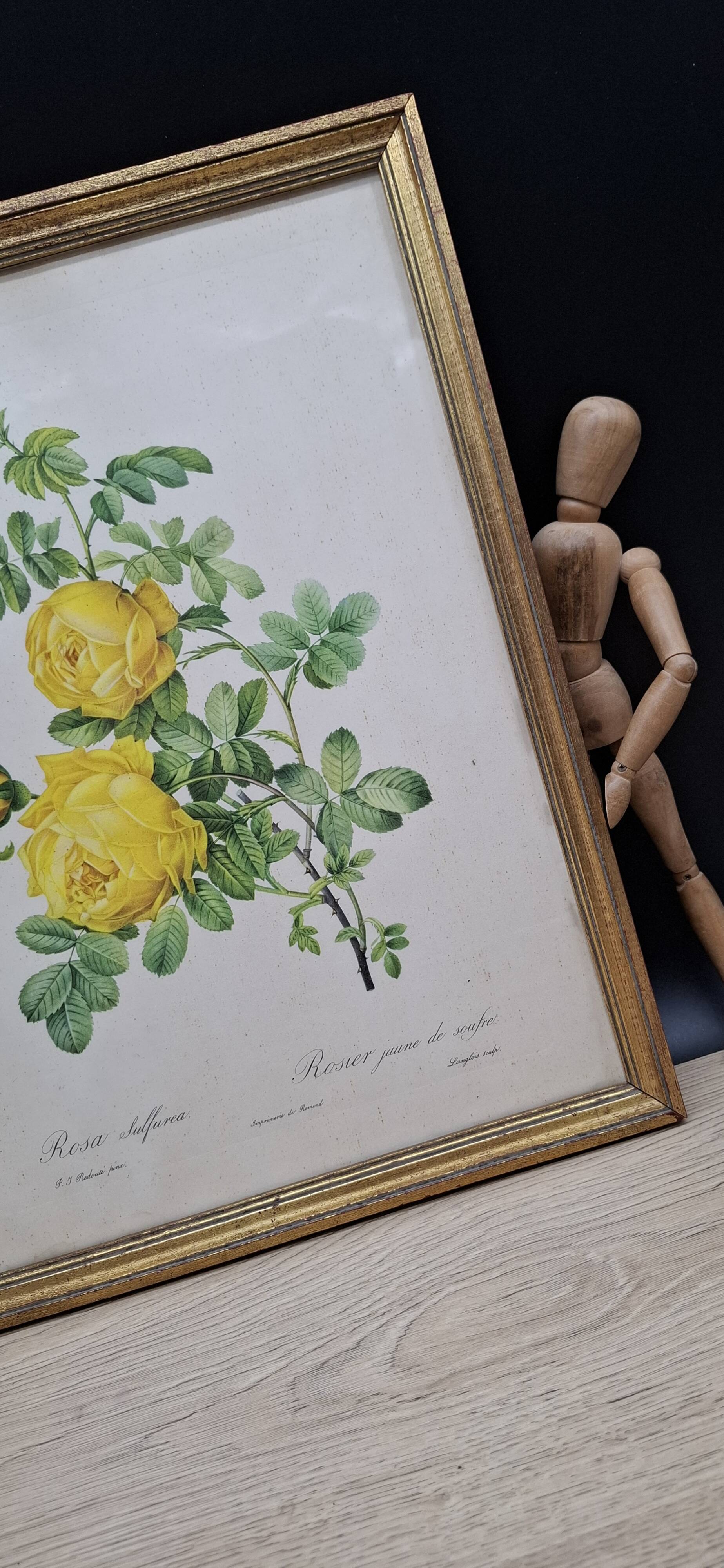 Botanical lithograph Yellow Sulphur Rose PJ Redouté