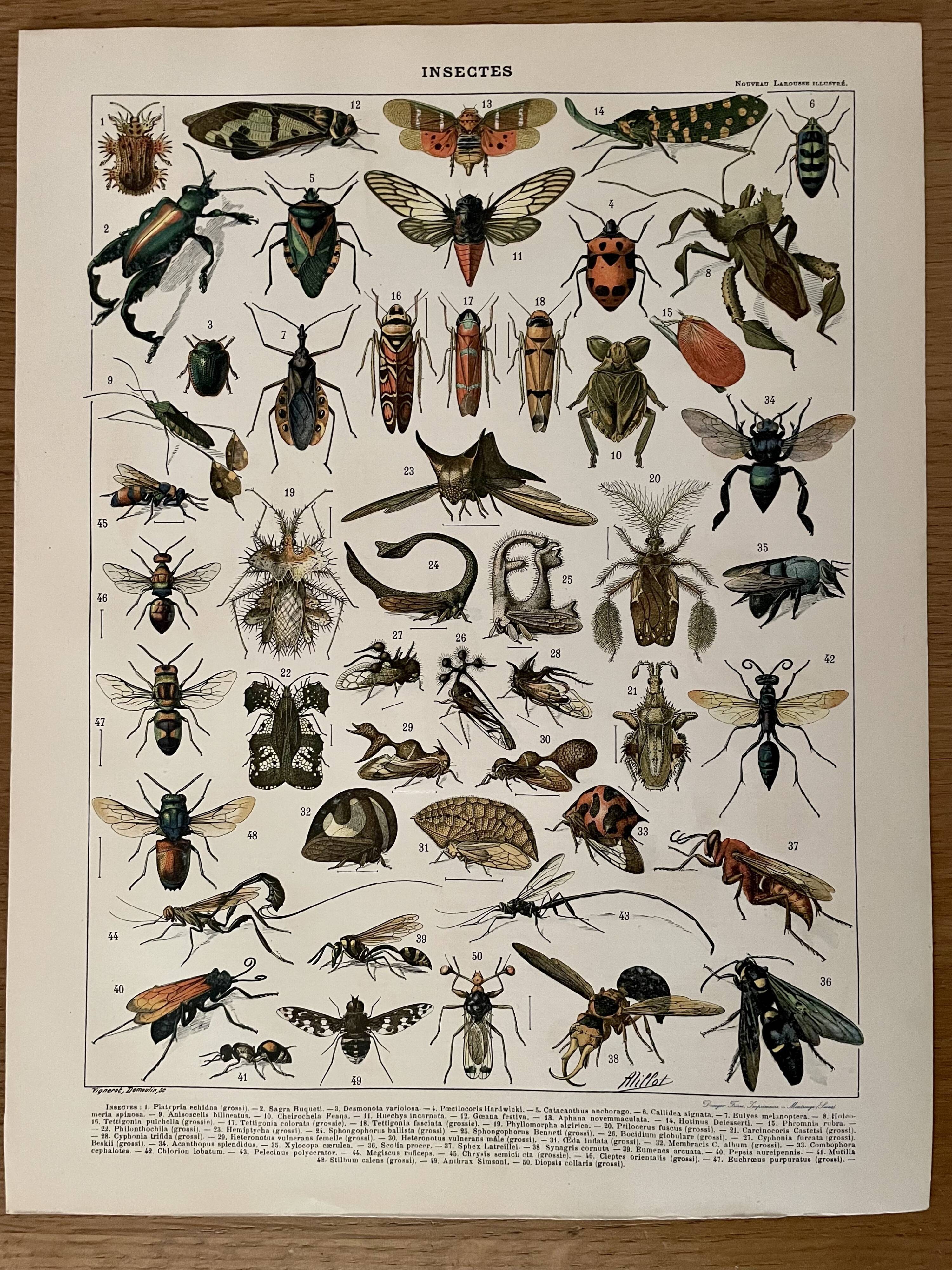 Lithographie gravure insectes de 1897 (Platypria echidna)