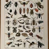 Lithograph engraving insects from 1897 (Platypria echidna)