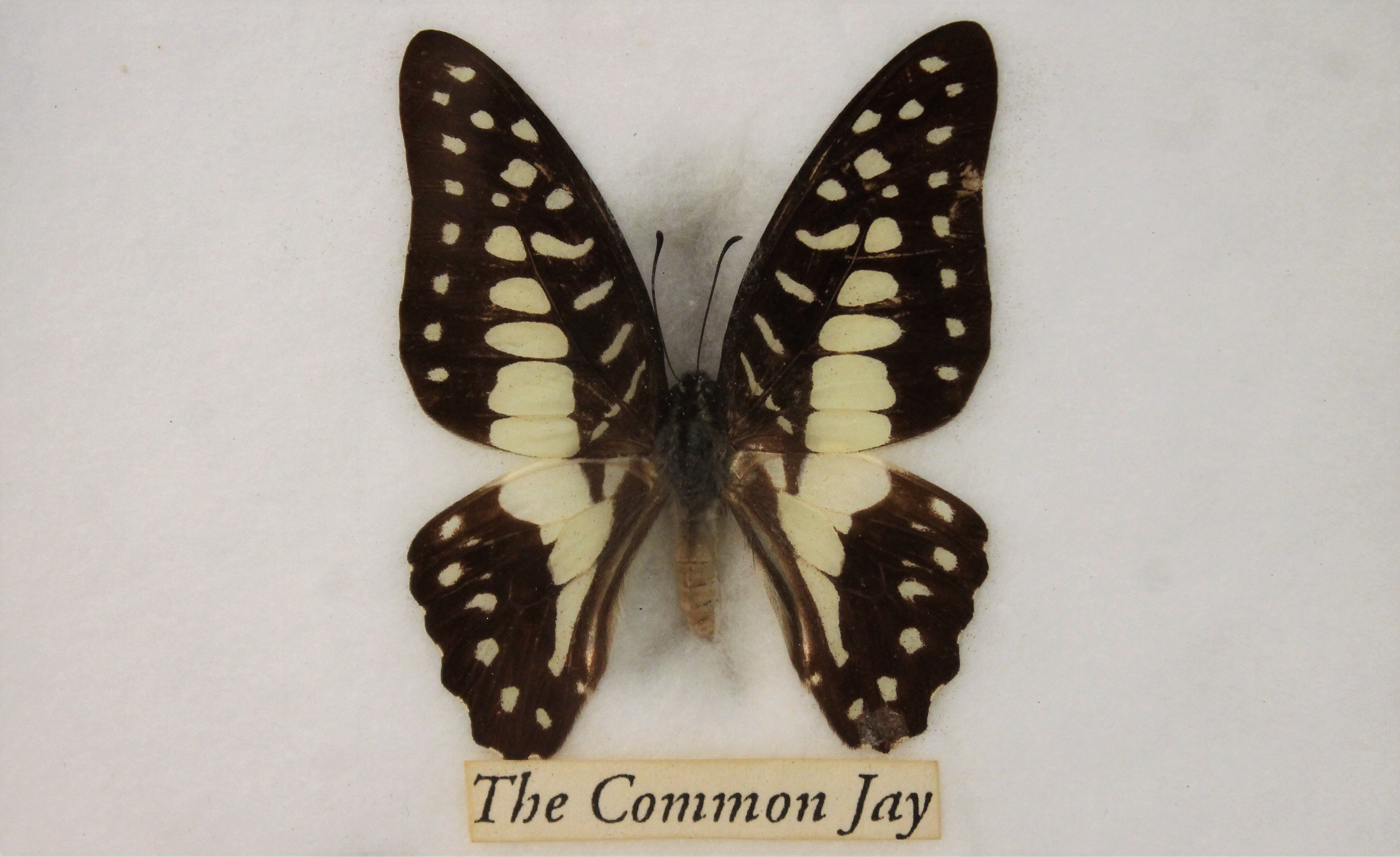 Frame butterfly  80s