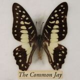 Frame butterfly  80s