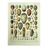 Lithographie ancienne 1928 A. Millot - Œufs, Oologie, Incubation, animaux
