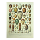 Lithographie ancienne 1928 A. Millot - Œufs, Oologie, Incubation, animaux