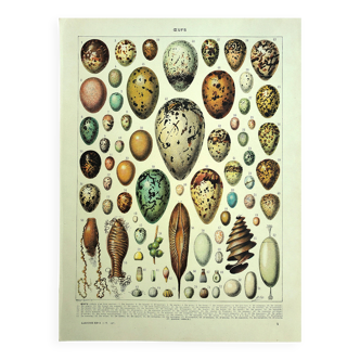 Antique lithograph 1928 A. Millot - Eggs, Oology, Incubation, animals