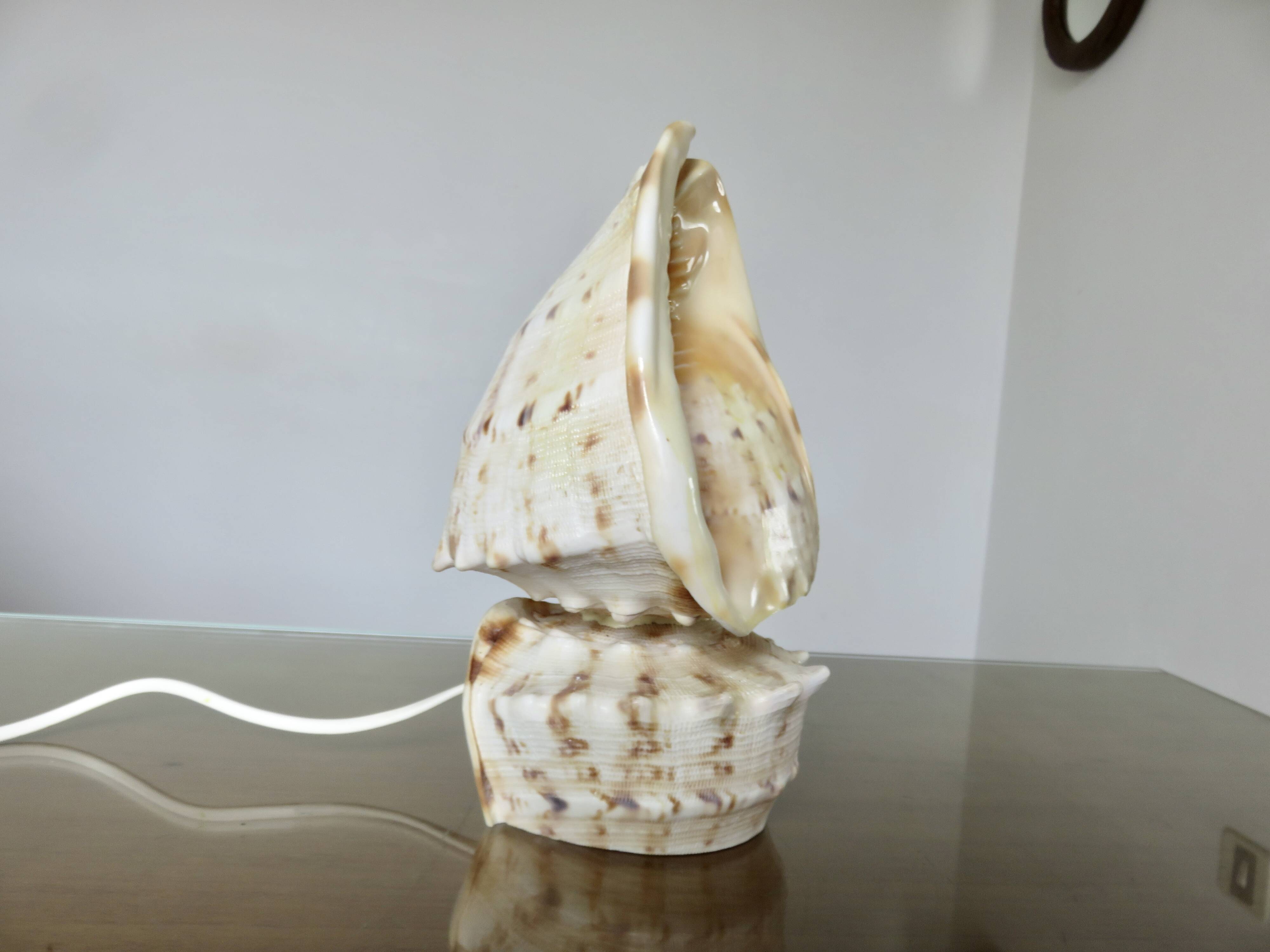 Lampe coquillage "cassis cornita" années 70