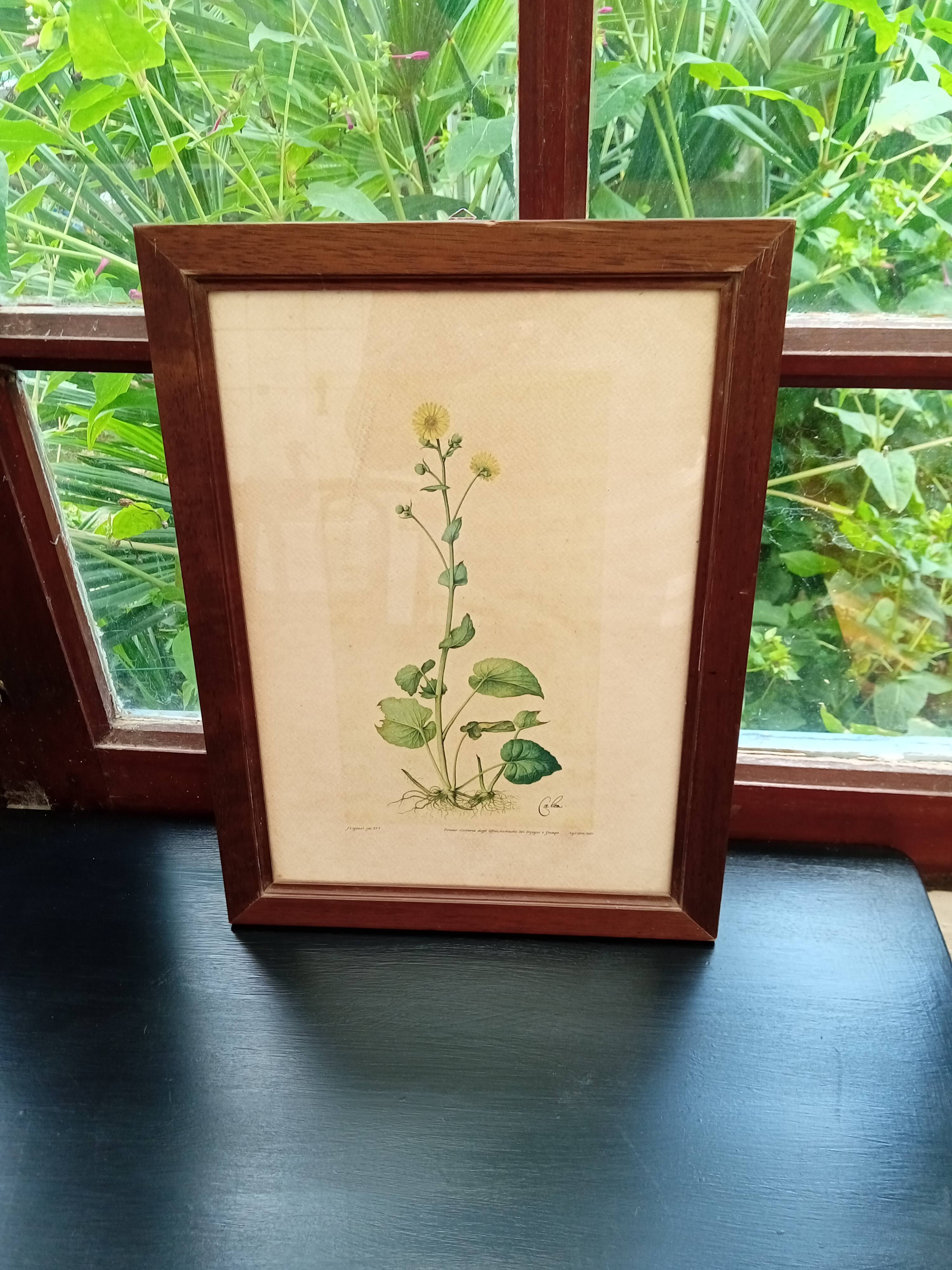 Botanical plate