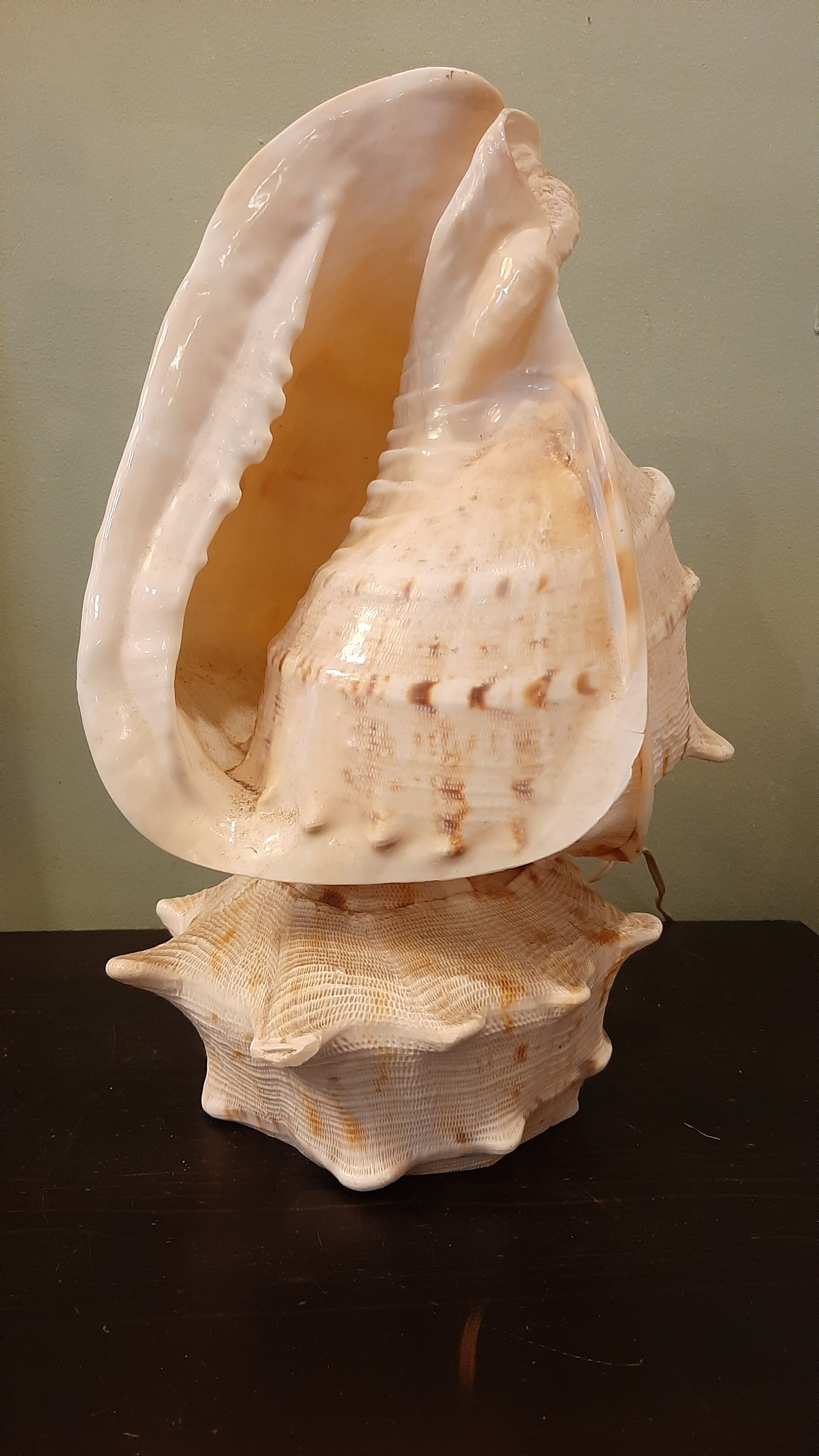 Lampe coquillage