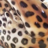 Paire de jaguars combattants en céramique peinte à la main par Giovanni Ronzan, Italie