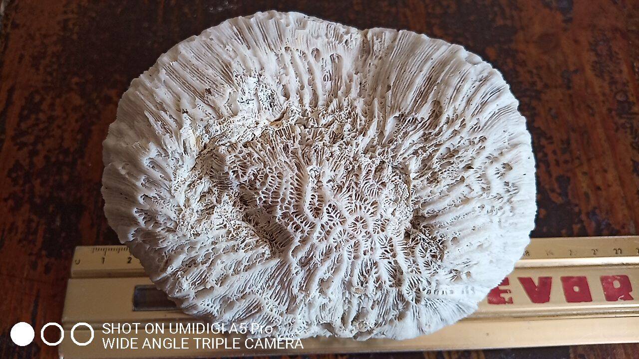 white coral "brain" - 836 grams - 13.5 x 9.8 x 8 cm
