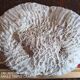 white coral "brain" - 836 grams - 13.5 x 9.8 x 8 cm