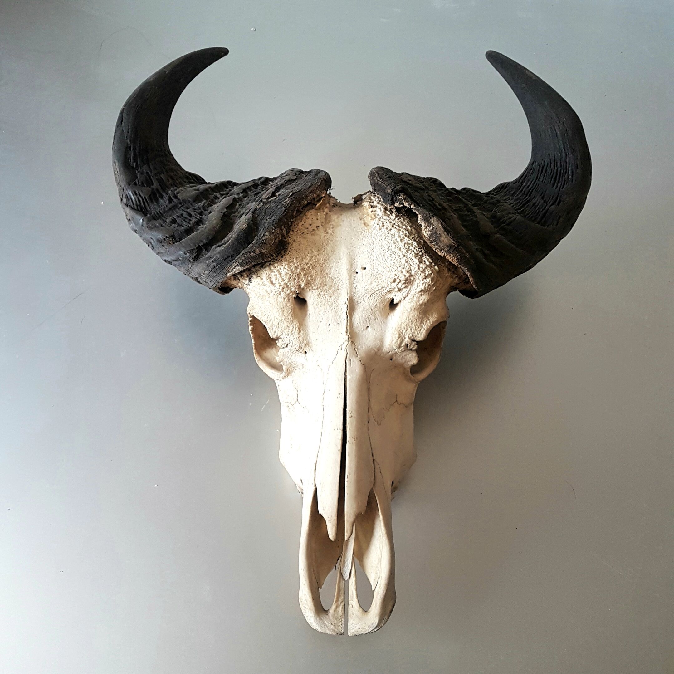 Crane buffalo taxidermy massacre