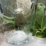 Pinched crystal vase engraved with vintage marine motifs