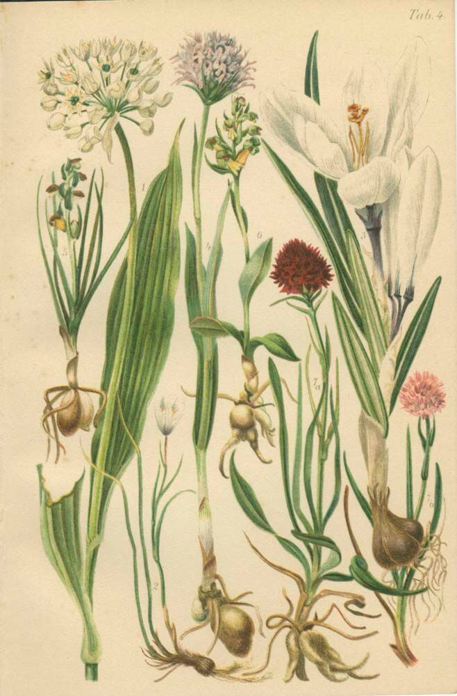 Alpine leek, victory onion snowdon lily crocus orchid