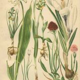 Alpine leek, victory onion snowdon lily crocus orchid