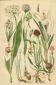 Alpine leek, victory onion snowdon lily crocus orchid