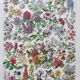 Old illustration Millot "Flowers"