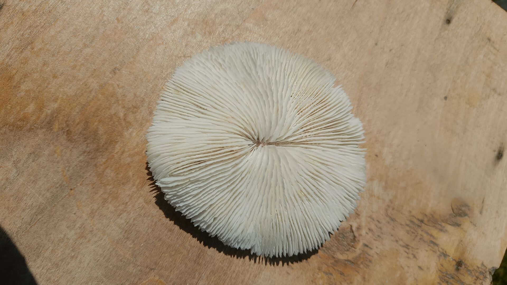 Natural round coral