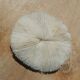 Natural round coral