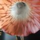 Lampe tulipe  pâte de verre style tyfany pied nénuphars style art nouveau