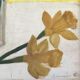 Ancient daffodil bouquet