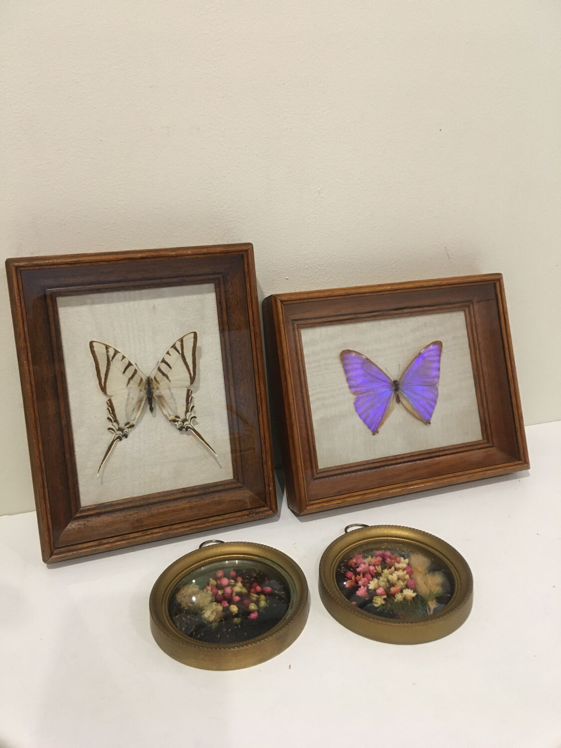 Papillon naturalisé vintage
