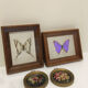 Papillon naturalisé vintage