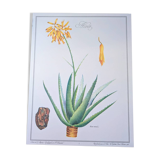 Printed in 1986, Aloe Vera.