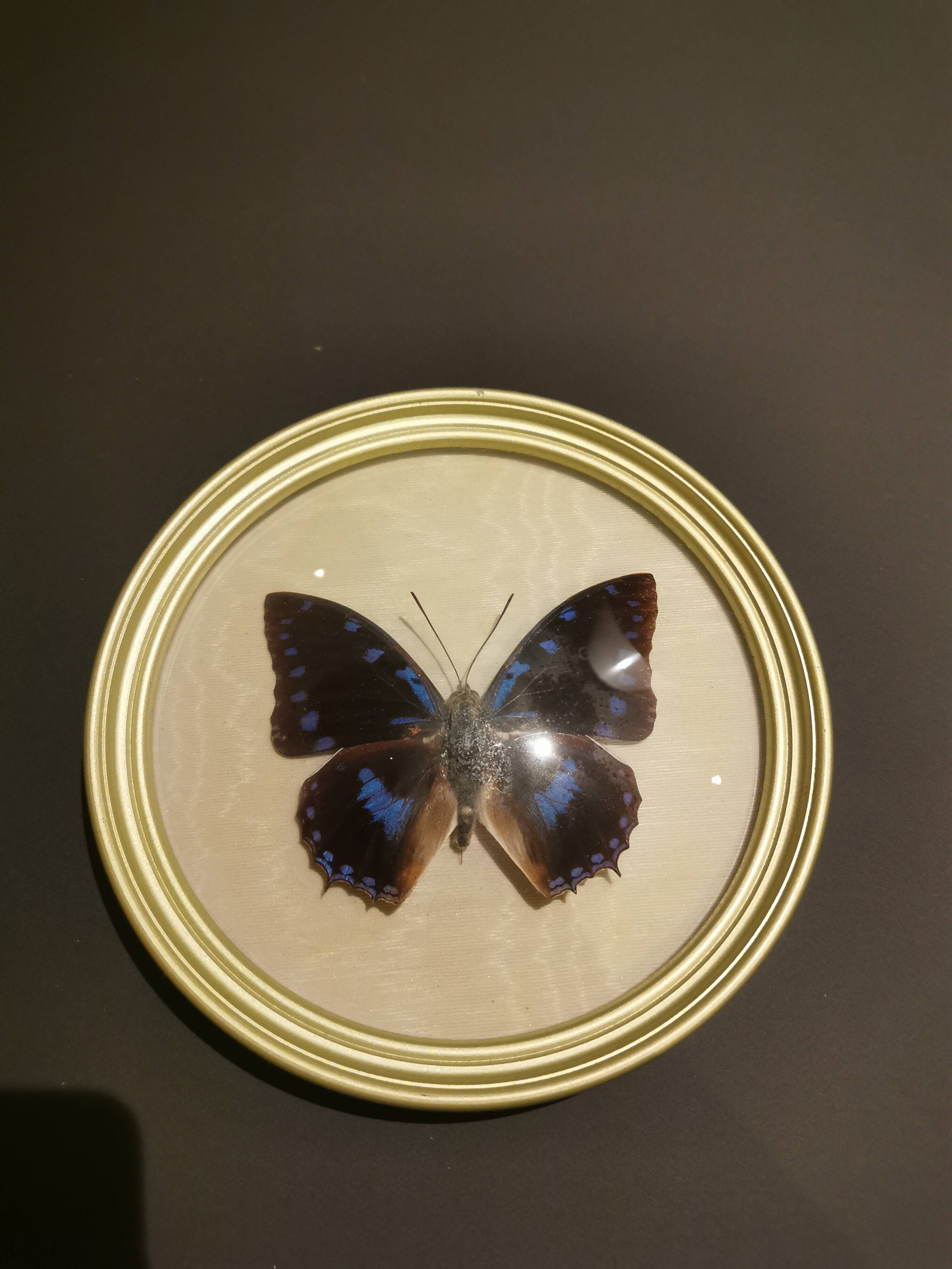 Cadre doré papillon naturalisé