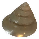 Puka Shell Comoros