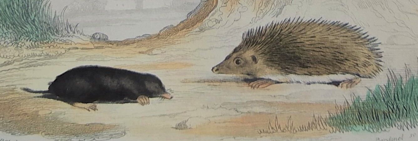 Original zoological plank "Indian Pig - Mole - Hedgehog " Buffon 1840