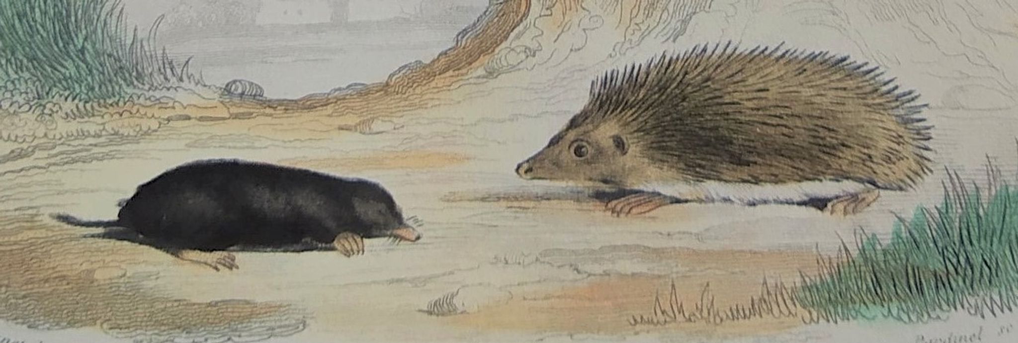 Original zoological plank "Indian Pig - Mole - Hedgehog " Buffon 1840