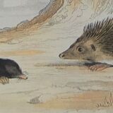 Original zoological plank "Indian Pig - Mole - Hedgehog " Buffon 1840