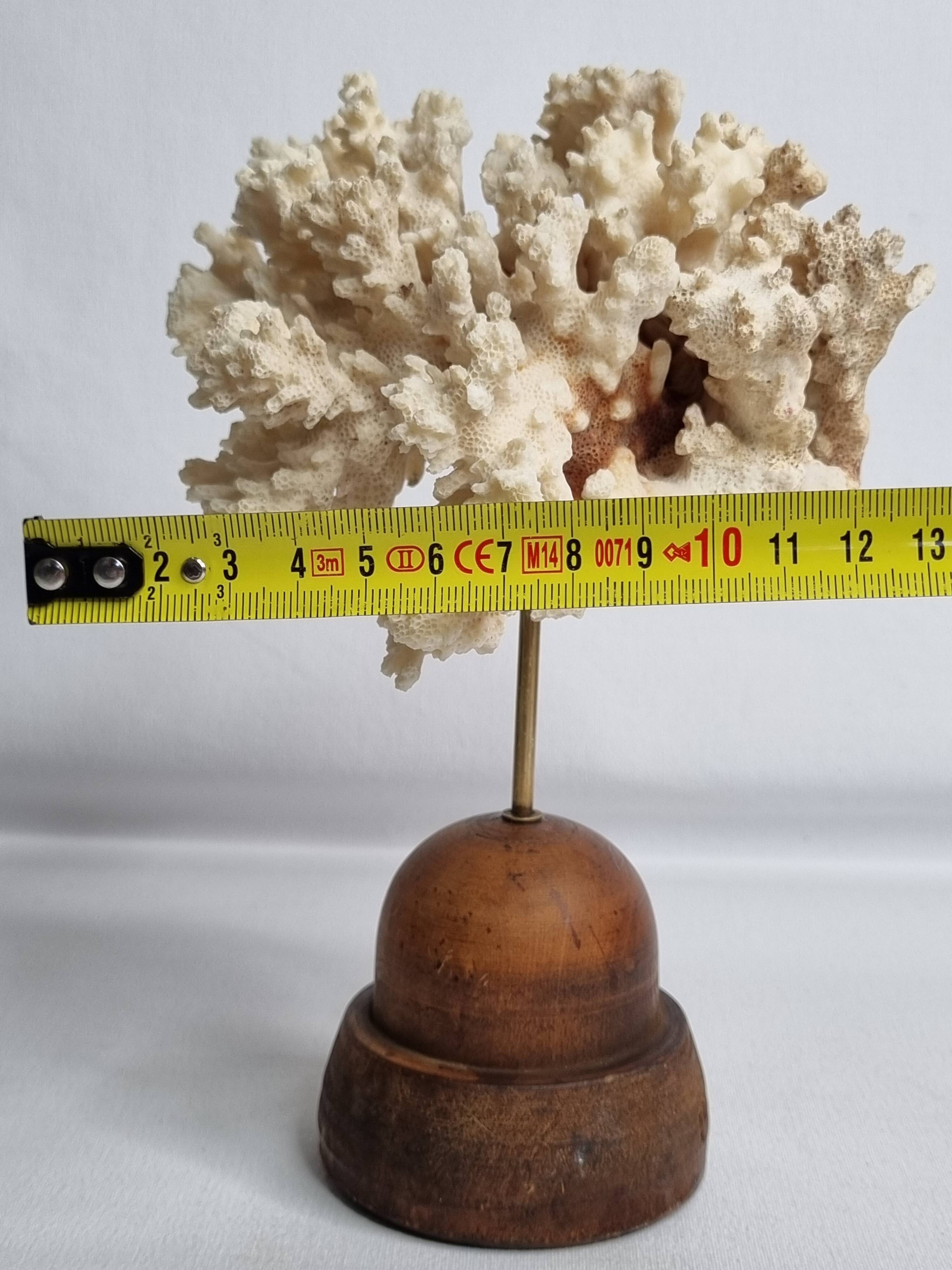 Antique ornamental coral Acropora on solid wood base, 16 cm