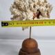 Antique ornamental coral Acropora on solid wood base, 16 cm