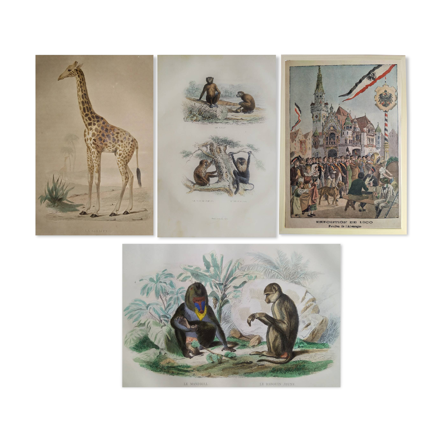 3 zoological engravings & flag of Germany