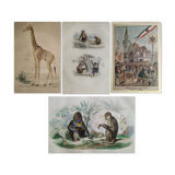 3 zoological engravings & flag of Germany