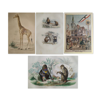 3 zoological engravings & flag of Germany