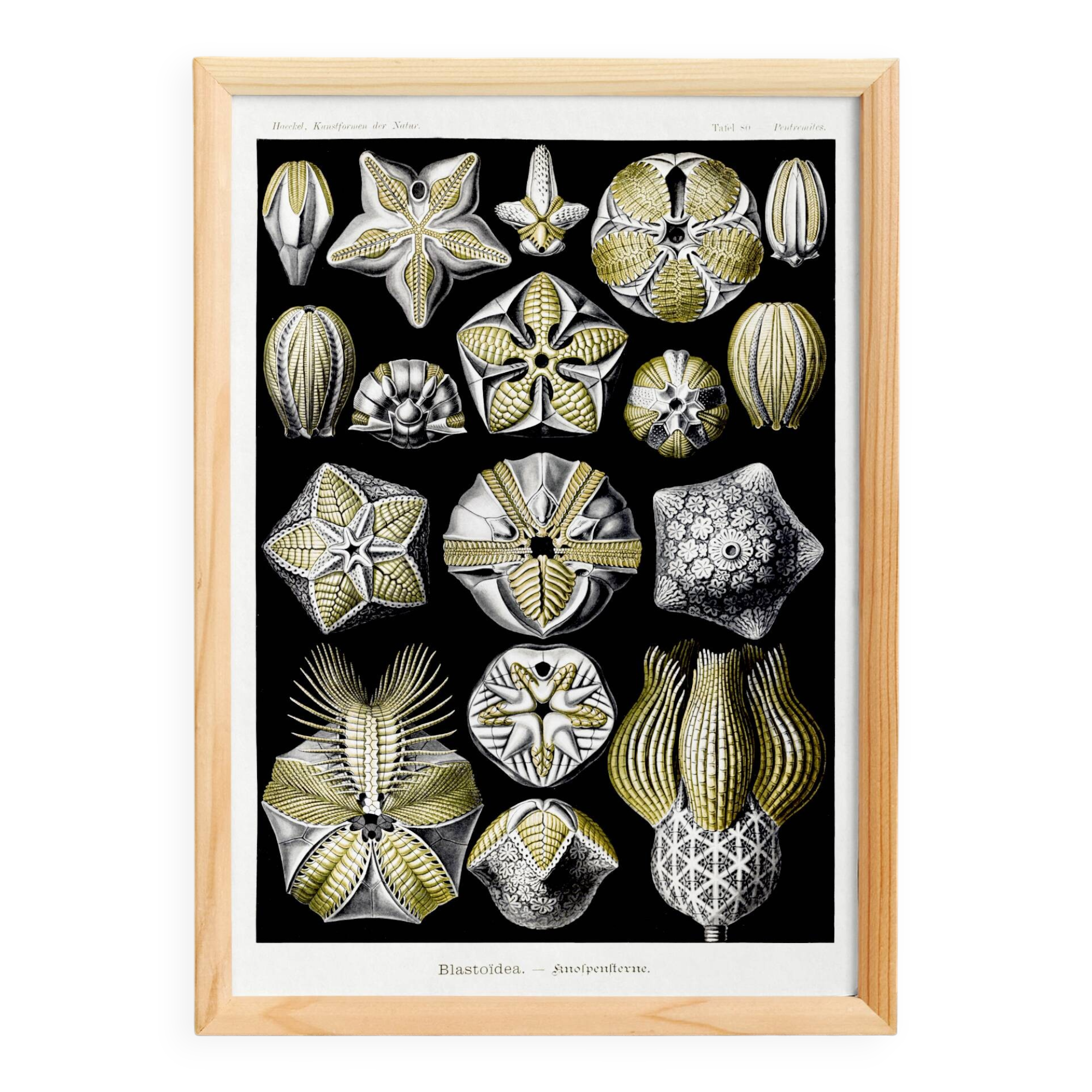 Poster about Blastoidea fossils, based on an old lithograph