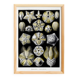 Poster about Blastoidea fossils, based on an old lithograph