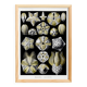 Poster about Blastoidea fossils, based on an old lithograph